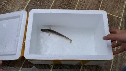 雷龍魚長度怎么測(cè)量，如何測(cè)量雷龍魚的體長