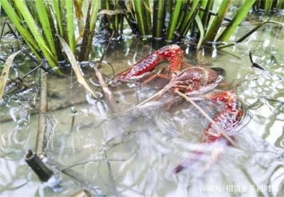 如何有效去除養(yǎng)殖水中的氨氮，養(yǎng)殖水中氨氮的重要性和方法，掌握有效的去除方法至關(guān)重要 觀賞魚市場(chǎng)（混養(yǎng)魚） 第1張