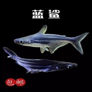 白子球鯊魚的棲息地分布，白子球鯊魚保護(hù)措施現(xiàn)狀,白子球鯊魚瀕危原因分析 觀賞魚市場(chǎng)（混養(yǎng)魚） 第3張