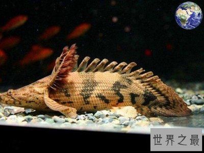 恐龍魚(yú)有什么觀賞性，恐龍魚(yú)在觀賞性方面的幾個(gè)特點(diǎn) 龍魚(yú)百科 第3張