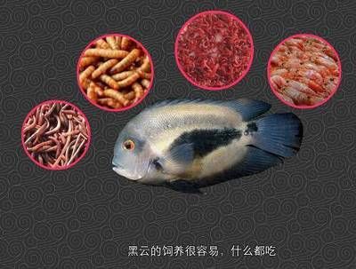 提高黑云魚繁殖成活率方法，黑云魚繁殖期催產(chǎn)劑使用指南,黑云魚繁殖后魚苗護(hù)理要點 觀賞魚市場（混養(yǎng)魚） 第3張