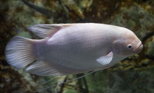 招財戰(zhàn)船魚的繁殖技巧，招財戰(zhàn)船魚的養(yǎng)殖技巧 觀賞魚市場（混養(yǎng)魚） 第1張