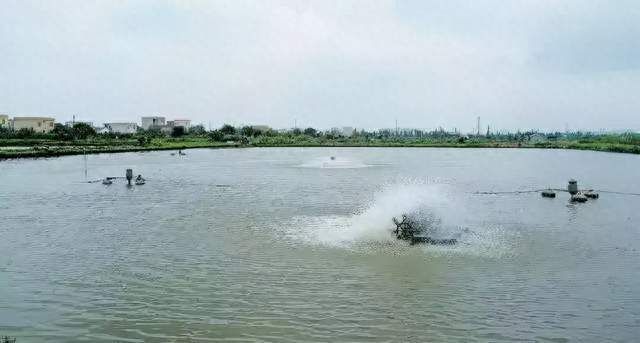 六角龍魚(yú)吃多少魚(yú)飼料，六角龍魚(yú)每天需要多少魚(yú)飼料,六角龍魚(yú)的飼料應(yīng)該以什么比例混合在水中 水族問(wèn)答