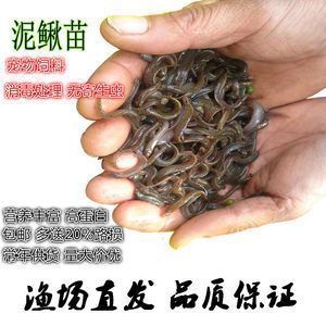 紅圓點(diǎn)狗頭飼料選擇指南，紅圓點(diǎn)狗頭魚(yú)飼料保存方法 觀賞魚(yú)市場(chǎng)（混養(yǎng)魚(yú)） 第5張