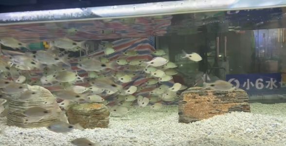 黑影道人魚飼料品牌推薦，海之藍(lán)魚飼料成分分析