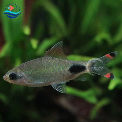 黑影道人魚飼料品牌推薦，海之藍(lán)魚飼料成分分析