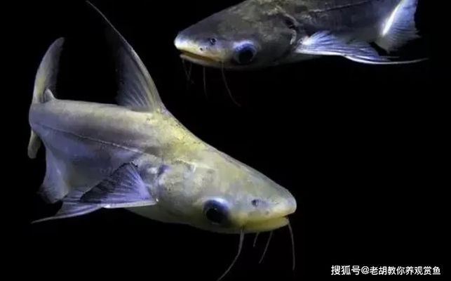 成吉思汗鯊適合的水質(zhì)環(huán)境 觀賞魚市場（混養(yǎng)魚） 第3張