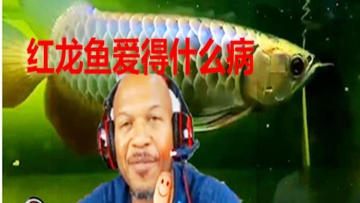 龍魚比賽死亡率高嗎，如何降低龍魚比賽死亡率 龍魚百科 第2張