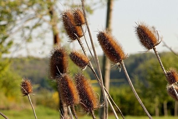 魚(yú)缸綠植哪種好，銅錢(qián)草凈化水質(zhì)效果綠蘿水培方法介紹龜背竹適合哪種魚(yú)缸 魚(yú)缸百科 第5張