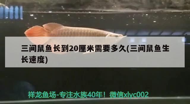 繁殖期三間鼠魚疾病預(yù)防，三間鼠魚繁殖缸布置技巧 觀賞魚市場（混養(yǎng)魚） 第2張