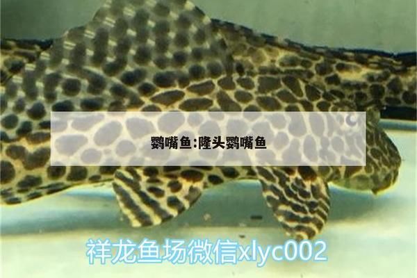 銀古魚苗國際市場競爭力研究，銀古魚苗在國際市場上的競爭力 觀賞魚市場（混養(yǎng)魚） 第4張