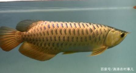 金龍魚(yú)魚(yú)缸最小尺寸是多少的，如何挑選健康的金龍魚(yú)，金龍魚(yú)日常飲食指南 魚(yú)缸百科 第3張