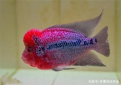 羅漢魚專用飼料選購技巧，羅漢魚成魚期飼料選擇指南 觀賞魚市場(chǎng)（混養(yǎng)魚） 第4張