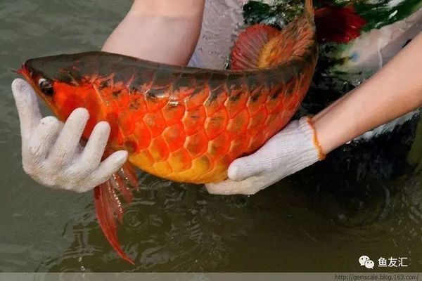 龍魚食欲好趴缸，龍魚趴缸后如何恢復(fù)食欲 龍魚百科 第4張