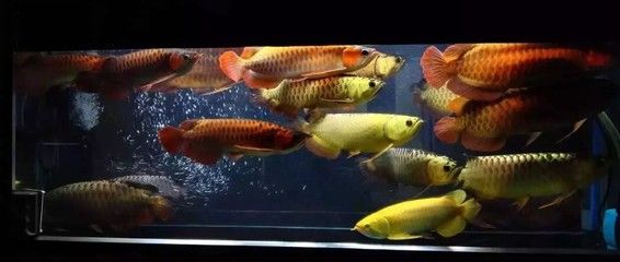 魚缸養(yǎng)魚指南，如何正確曬制魚缸用水魚缸水質檢測方法介紹 魚缸百科 第6張