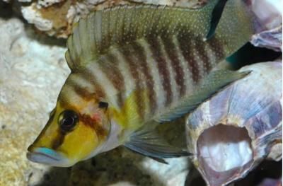 龍魚食物排行榜，龍魚食物排行榜龍魚食物排行榜，龍魚食物排行榜 龍魚百科 第2張