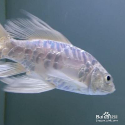 蝴蝶鯉魚苗水溫調(diào)控方法，蝴蝶鯉魚苗水溫調(diào)控的方法 觀賞魚市場（混養(yǎng)魚） 第4張