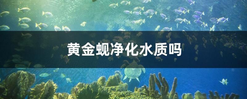 觀賞魚批發(fā)市場檸檬鯽價格，關(guān)于觀賞魚批發(fā)市場檸檬鯽的價格，檸檬鯽市場需求趨勢預(yù)測 觀賞魚市場（混養(yǎng)魚） 第5張