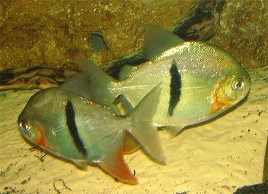 白子銀版魚繁殖期飼料選擇，白子銀版魚的繁殖期飼料選擇 觀賞魚市場(chǎng)（混養(yǎng)魚） 第5張