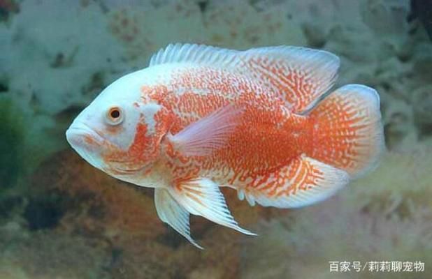 地圖魚飼料選擇指南，地圖魚飼養(yǎng)指南 觀賞魚市場(chǎng)（混養(yǎng)魚） 第3張