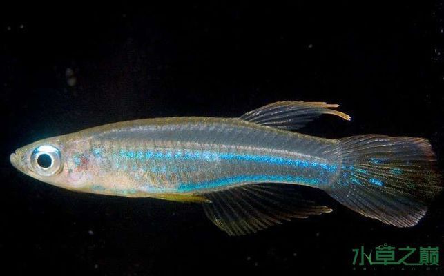 鳳凰魚適宜水草種類，荷蘭鳳凰魚水草缸布置技巧 魚缸百科 第5張