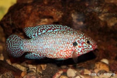 巴卡雷龍魚適宜的飼料種類，巴卡雷龍魚喂食頻率指南肉食性魚飼料品牌推薦 觀賞魚市場(chǎng)（混養(yǎng)魚） 第5張