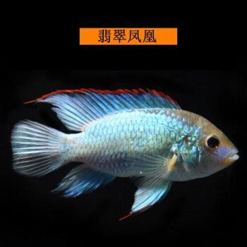 翡翠鳳凰魚市場價格波動原因，翡翠鳳凰魚市場價格波動受多種因素影響 觀賞魚市場（混養(yǎng)魚） 第2張