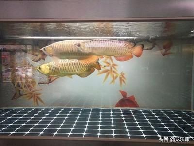 龍魚配魚，龍魚與配魚之間的生態(tài)關(guān)系及其對環(huán)境的影響