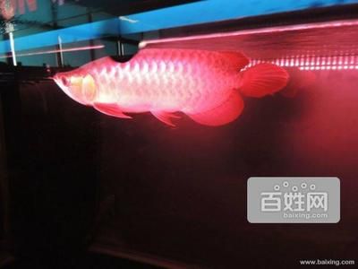 深圳紅龍魚(yú)臨時(shí)存放多久可以賣，深圳紅龍魚(yú)臨時(shí)存放多久可以賣查詢當(dāng)前無(wú)法直接提供具體信息 龍魚(yú)百科 第3張