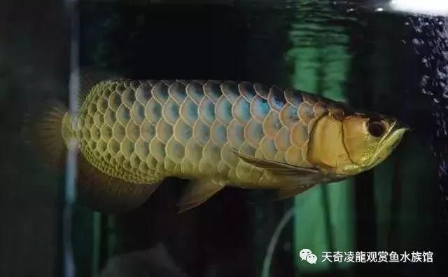 藍(lán)底金龍魚好看嗎值錢嗎