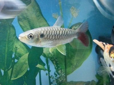 紅尾平克魚幼魚護(hù)理要點(diǎn)，紅尾平克魚幼魚的護(hù)理要點(diǎn) 觀賞魚市場（混養(yǎng)魚） 第2張