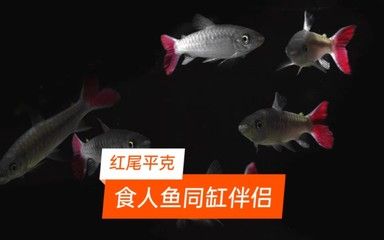 紅尾平克魚幼魚護(hù)理要點(diǎn)，紅尾平克魚幼魚的護(hù)理要點(diǎn) 觀賞魚市場（混養(yǎng)魚） 第4張