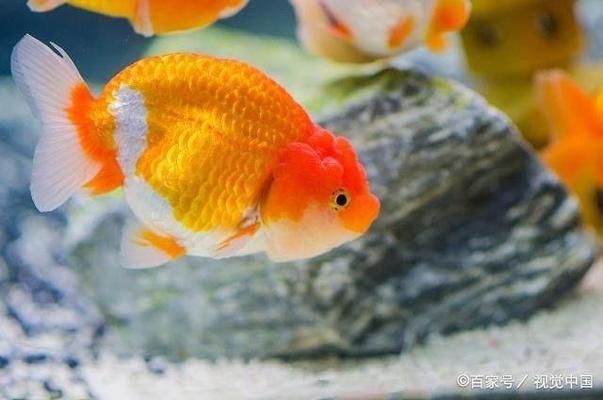 金老虎魚(yú)苗的飼料選擇，金老虎魚(yú)苗的飼料選擇是其養(yǎng)殖過(guò)程中的關(guān)鍵因素 觀賞魚(yú)市場(chǎng)（混養(yǎng)魚(yú)） 第2張