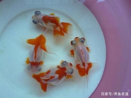 金老虎魚(yú)苗的飼料選擇，金老虎魚(yú)苗的飼料選擇是其養(yǎng)殖過(guò)程中的關(guān)鍵因素 觀賞魚(yú)市場(chǎng)（混養(yǎng)魚(yú)） 第4張