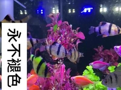 三間魚性別鑒別方法，帝王三間魚性別鑒別誤區(qū)，帝王三間魚飼養(yǎng)技巧分享 觀賞魚市場（混養(yǎng)魚） 第1張