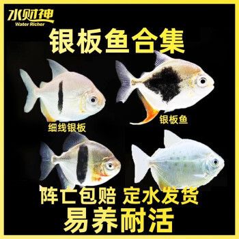 細(xì)線銀板魚苗專用飼料配方，細(xì)線銀板魚苗的專用飼料配方 觀賞魚市場（混養(yǎng)魚） 第3張