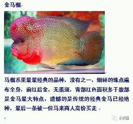 羅漢魚品種的市場流行趨勢，羅漢魚市場流行趨勢 觀賞魚市場（混養(yǎng)魚） 第5張