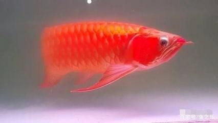 買紅龍魚怎么選購好的品種，如何挑選優(yōu)質(zhì)的紅龍魚 龍魚百科 第1張