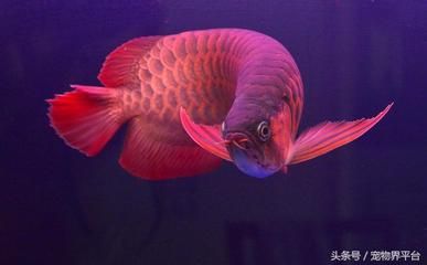 買紅龍魚怎么選購好的品種，如何挑選優(yōu)質(zhì)的紅龍魚 龍魚百科 第4張