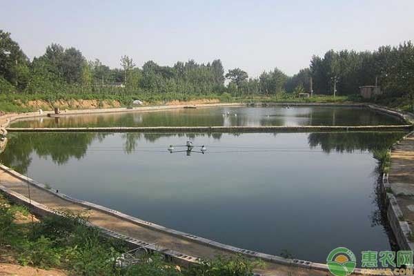 防止水族箱青苔生長方法，如何防止水族箱青苔生長 觀賞魚市場（混養(yǎng)魚） 第1張