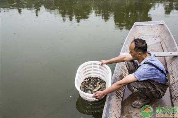 防止水族箱青苔生長方法，如何防止水族箱青苔生長 觀賞魚市場（混養(yǎng)魚） 第2張