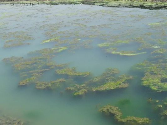 防止水族箱青苔生長方法，如何防止水族箱青苔生長 觀賞魚市場（混養(yǎng)魚） 第5張