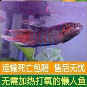 三色錦鯉魚苗適宜水溫范圍，三色錦鯉魚苗適宜的水溫范圍 觀賞魚市場（混養(yǎng)魚） 第4張