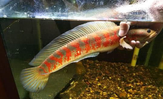 紅頭利魚繁殖技巧分享，紅頭利魚繁殖后護(hù)理技巧 觀賞魚市場（混養(yǎng)魚） 第3張