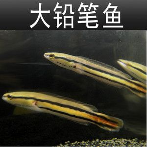 恐龍魚vs大鉛筆魚，大鉛筆魚與恐龍魚的區(qū)別 龍魚百科 第2張