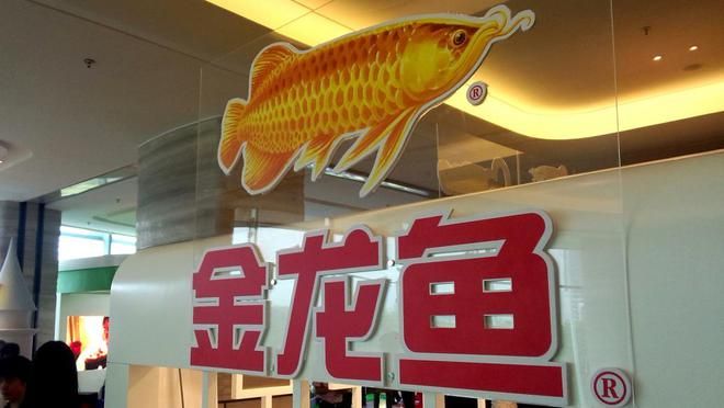 金龍魚加盟店 龍魚百科 第2張