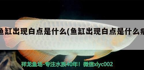 杰西卡恐龍魚(yú)繁殖的最佳季節(jié)，杰西卡恐龍魚(yú)繁殖季節(jié)