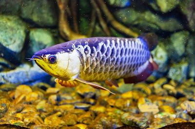 金龍魚幼苗變化過程，金龍魚幼苗變化過程詳解金龍魚幼苗飼養(yǎng)技巧 龍魚百科 第3張