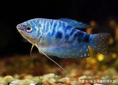 龍魚(yú)哪個(gè)品種好看，龍魚(yú)品種之一， 龍魚(yú)百科 第3張