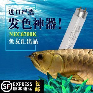 圣塔倫大湖紅龍魚，圣塔倫大湖紅龍魚在繁殖期有什么特殊行為嗎 水族問答